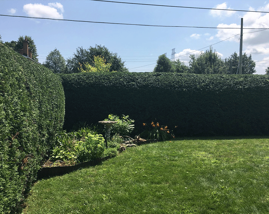 Haie de cèdre entretenue